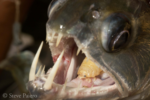 Cymothoid-Tongue-parasite-SPaiero.jpg