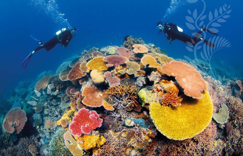 diving_experience-cairns_great_barrier_reef.jpg