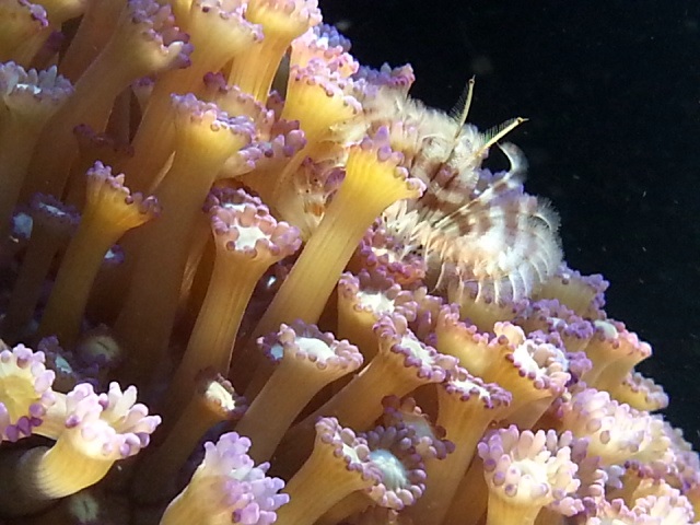 goniopora coral besin.jpg