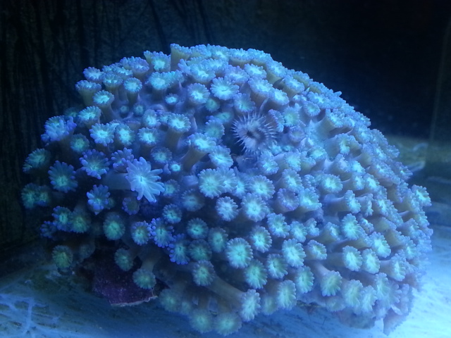 Goniopora Lps coral.jpg