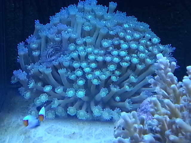 goniopora mercan polip.jpg