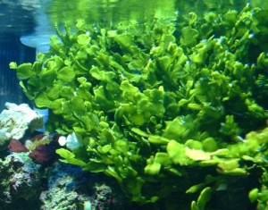 halimeda deniz bitkisi.jpg