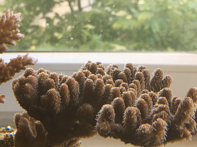 millepora coral.JPG