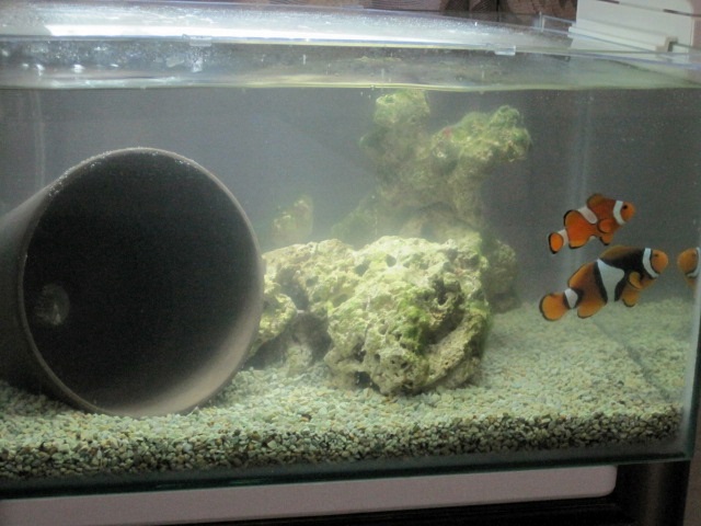 nano reef palyaço balığı.JPG