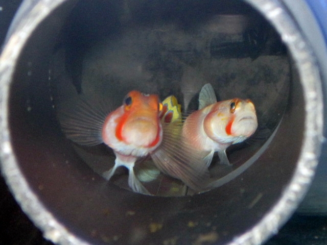 Pinkbar Gobi Balığı.JPG