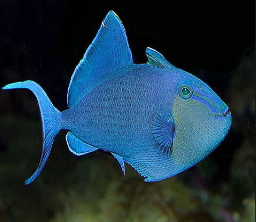 Redtooth Triggerfish (Medium).JPG