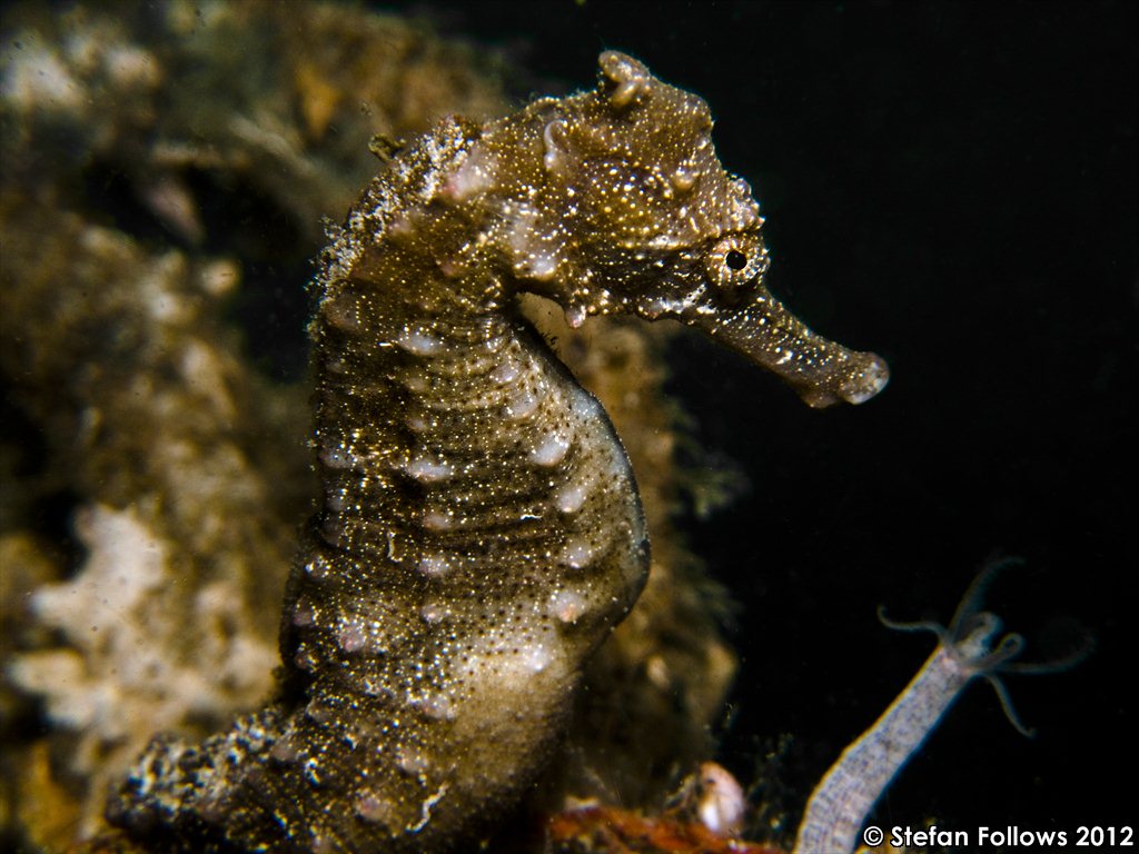 seahorse-spiny-hippocampus-hystrix_001_chaloklum_g10.jpg