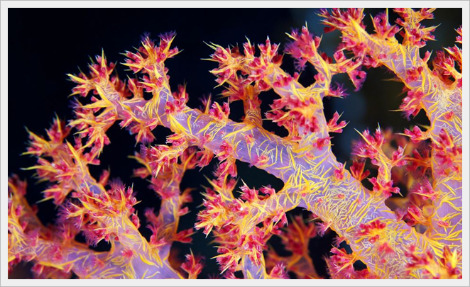tree coral.png