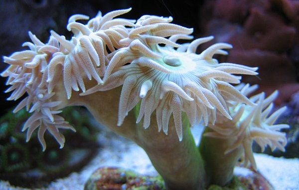 Yeşil duncan deniz akvaryumu mercan bakımı.jpg